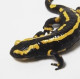 Salamandra