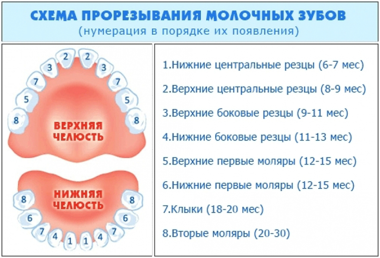 Зубы! Резцы!