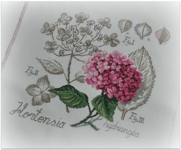 Гортензия, Véronique Enginger