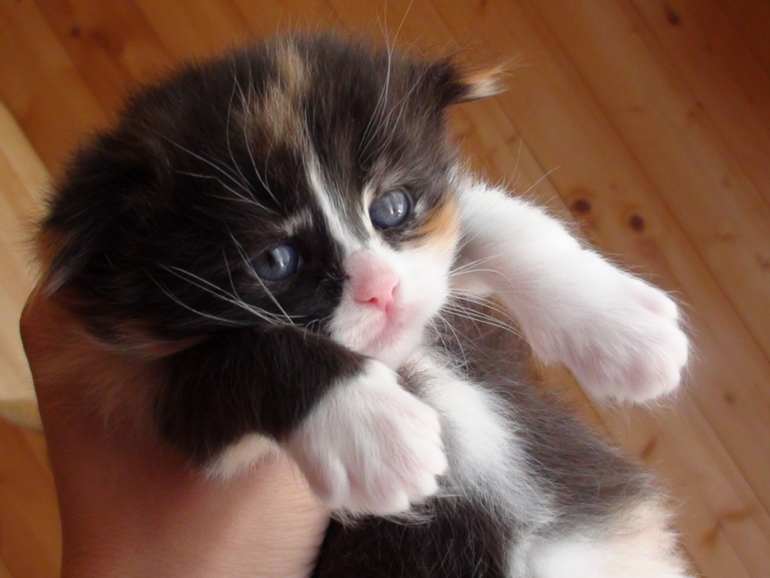 Анонс котят ;)
