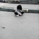 Диана Зарипова