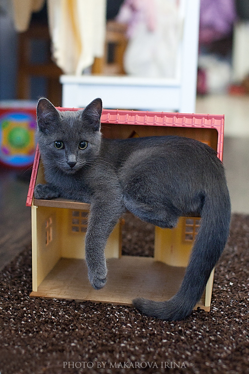 Кошкин дом