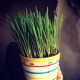 GreenFox