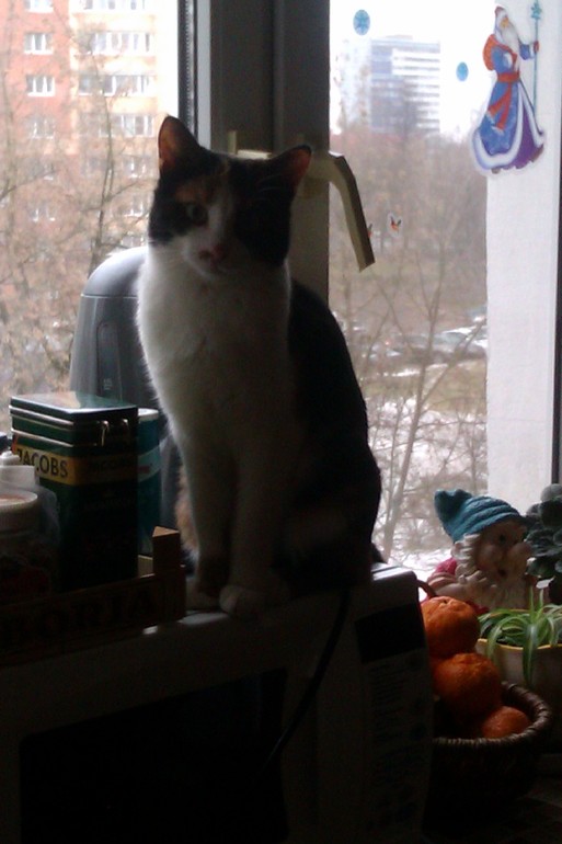 Мои чужие кошки
