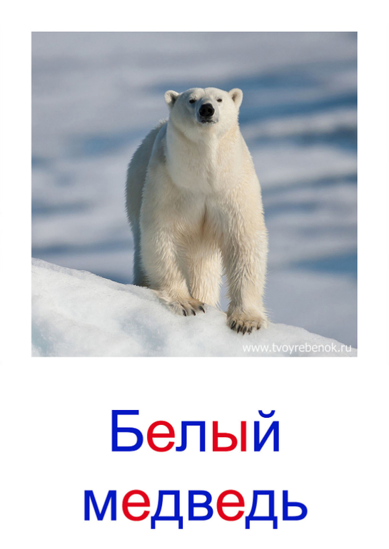 Методика развития Глена Домана / материал/ дидактические карточки ...