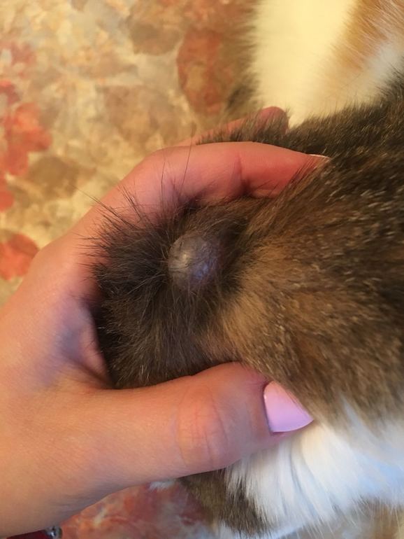 Подкожная шишка на голове - 3 ответов форум Babyblog