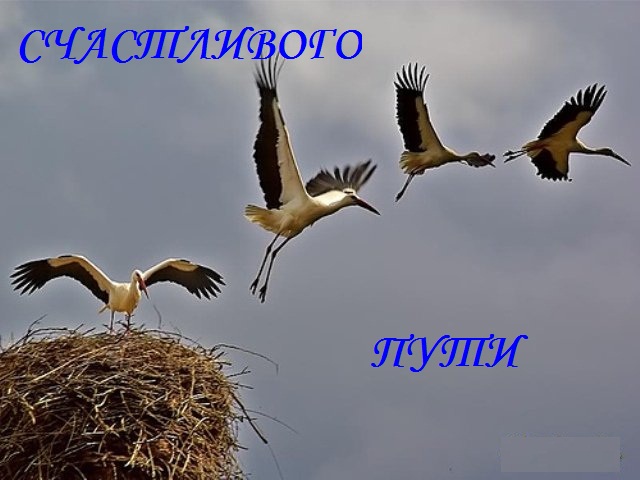 Поезд с беременяшками Января