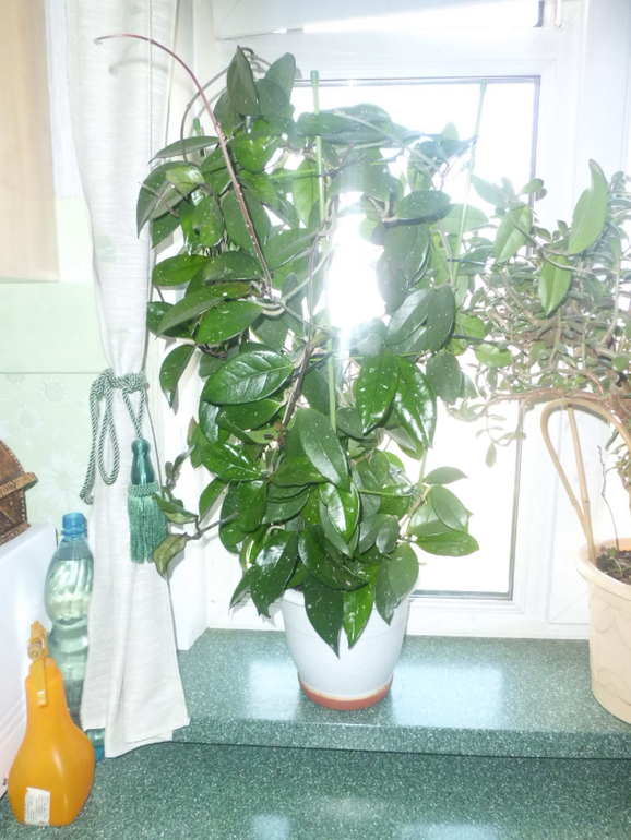 Хойя зацвела!!! Продаю взрослые растения .