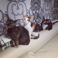 Настоящий КОТОПЕС!