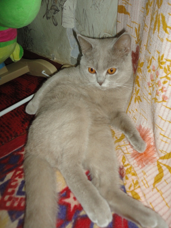 Мой котэ!!!
