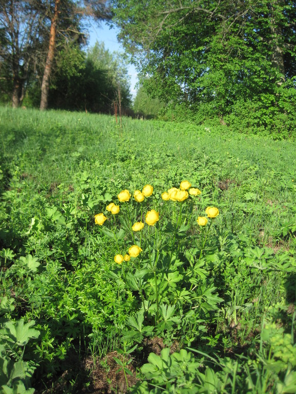 Купальница