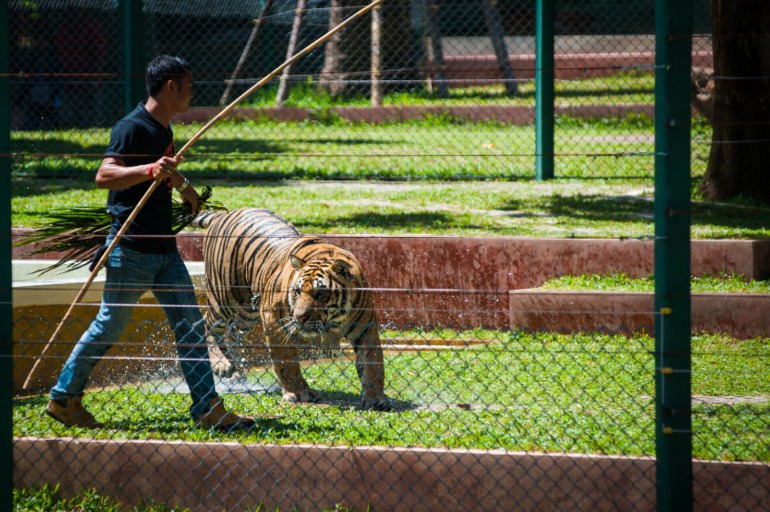 Парк Тигров на Пхукете «Tiger Kingdom»