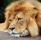 Aslan