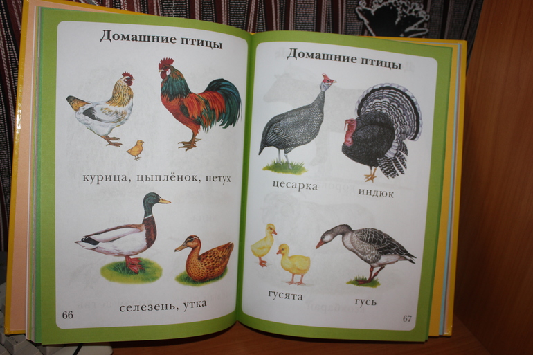 Первая книга малыша