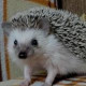 Виктория Иванова