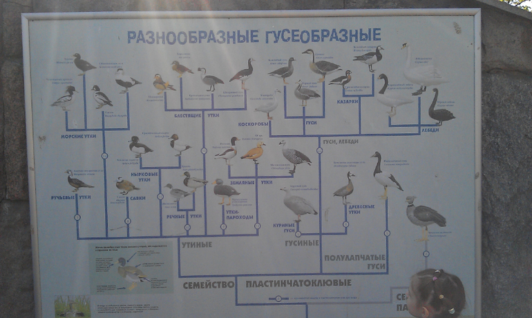Зоопарк