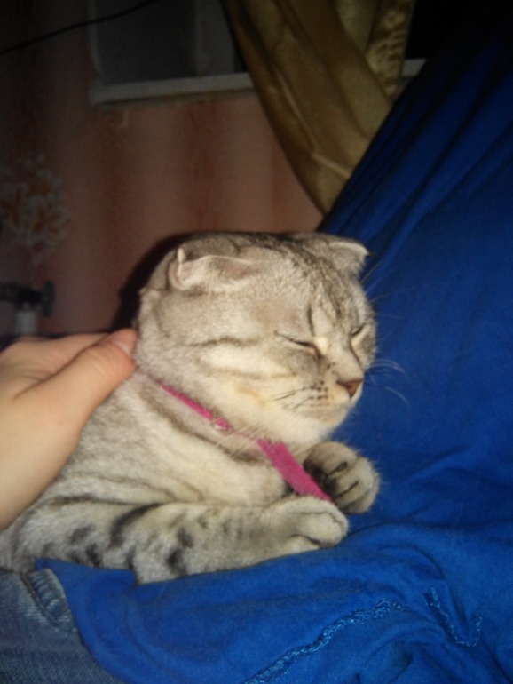 Помогите угадать) Какой породы кошечка))
