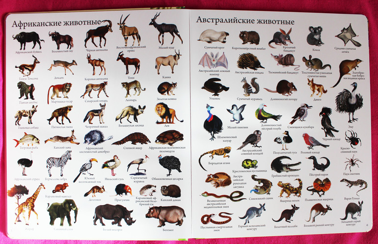 1000 животных мира
