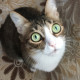 Котик А