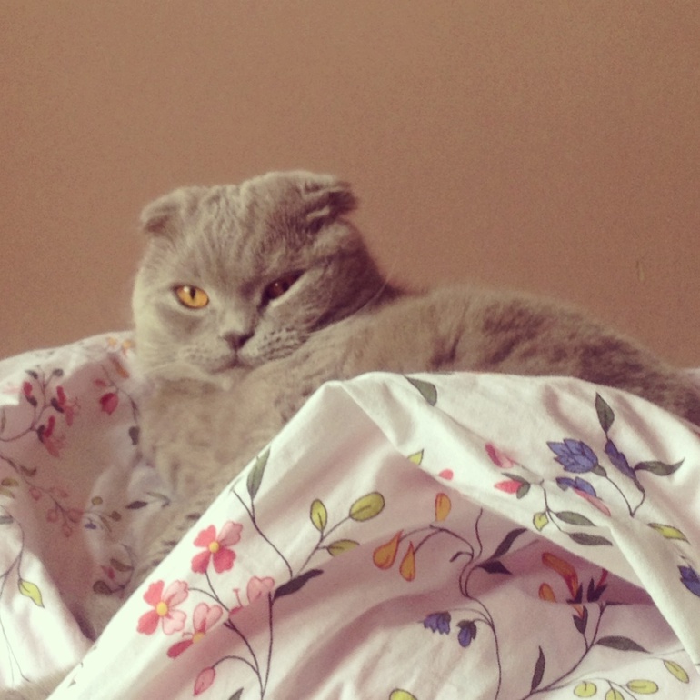 Кот вернулся в комнату:)))