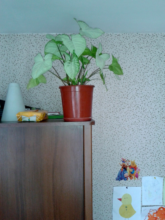 Лиана