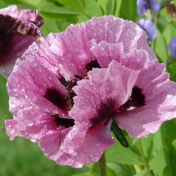 Мак восточный Петтис Плам