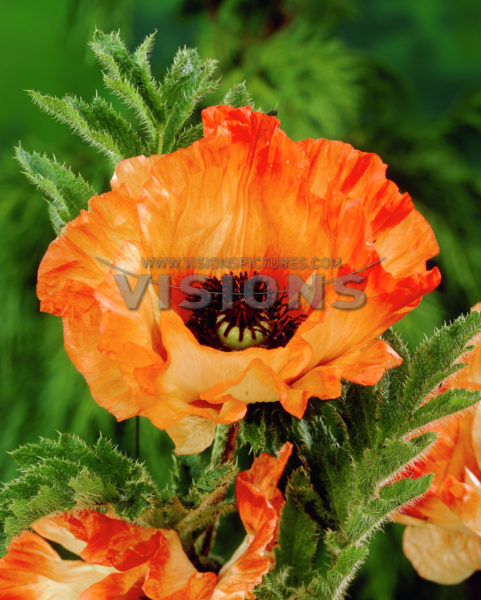 Мак восточный Оранж Глоу