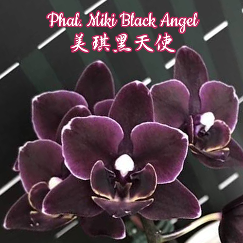 Phal. Miki Black Angel