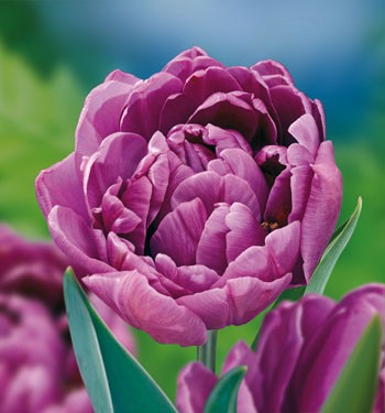 Тюльпан Lilac Perfection