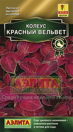 Колеус блюме Красный вельвет