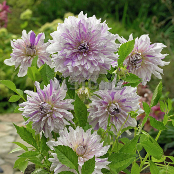 Георгина Мамс Спешил