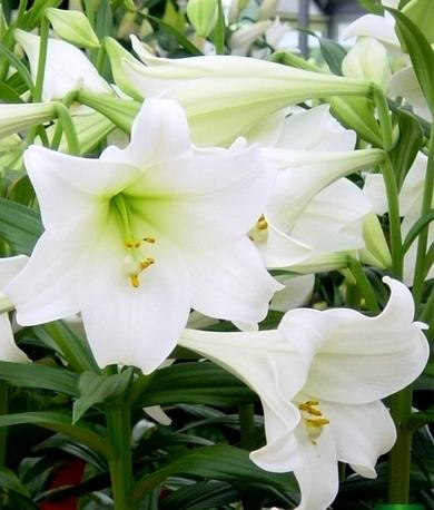 Лилия L/O трубчатая White Heaven