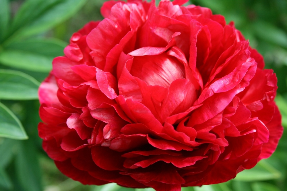 Carol(собрано 13 из 25 шт)