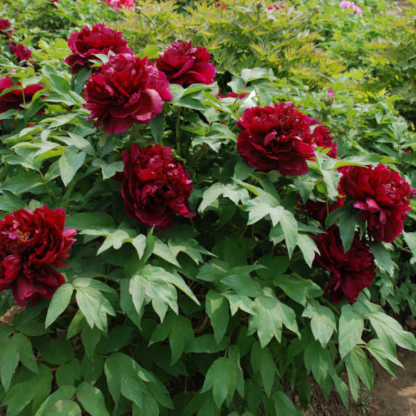 Пион древовидный Baiyuan's Red Clouds (собрано 4 из 10 шт)