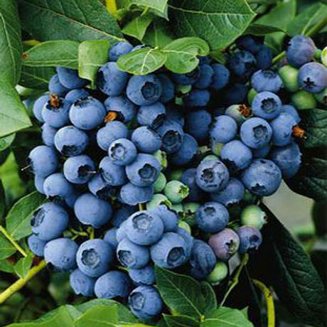 Vaccinium (Голубика высокорослая) cor. Bluecrop P9 12-18см