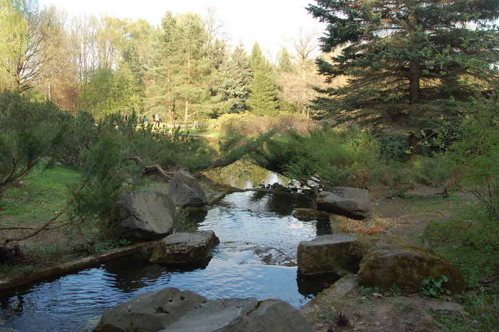 Сакура в ботаническом саду