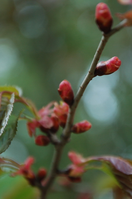 Сакура в ботаническом саду
