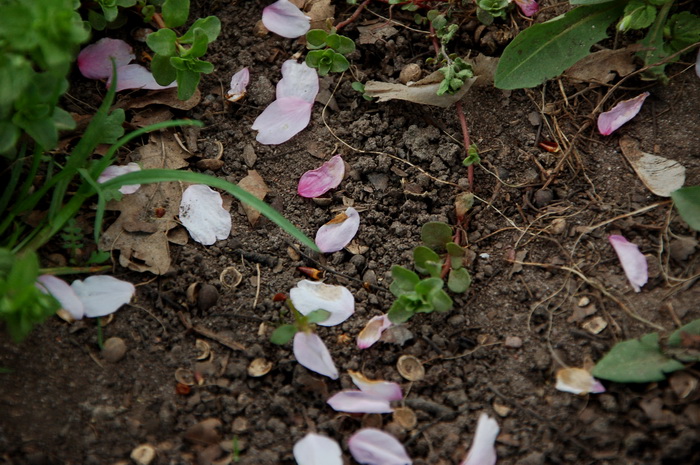 Сакура в ботаническом саду