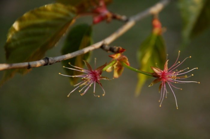 Сакура в ботаническом саду