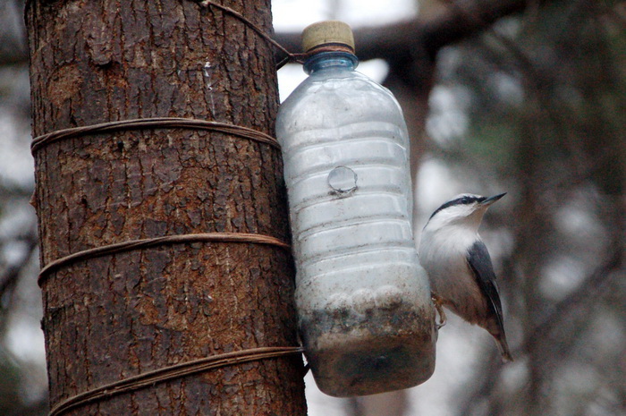 Хочу белочку!