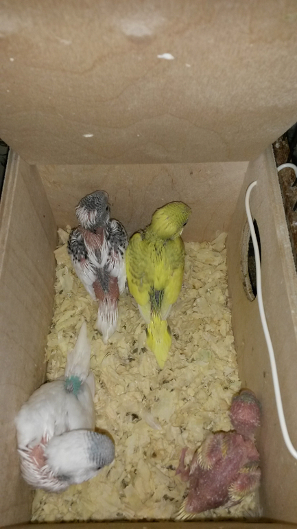 Давно не писала, растем