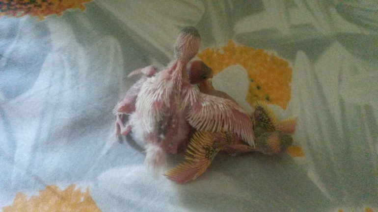 Давно не писала, растем