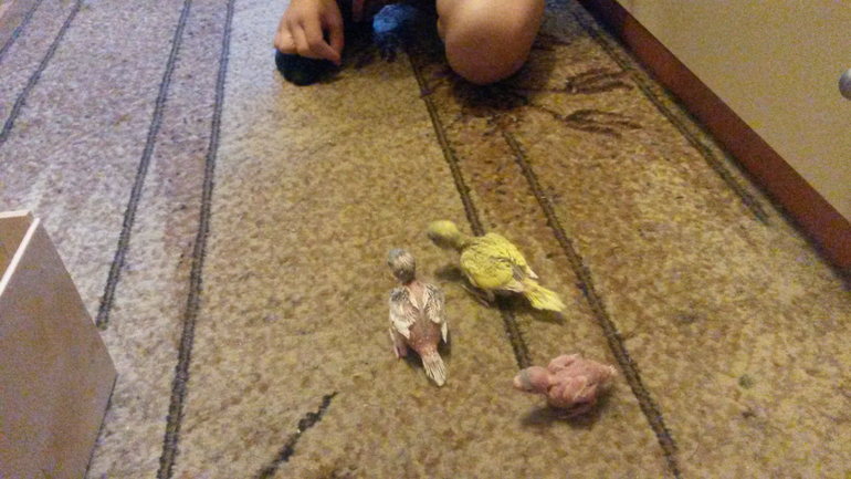 Давно не писала, растем