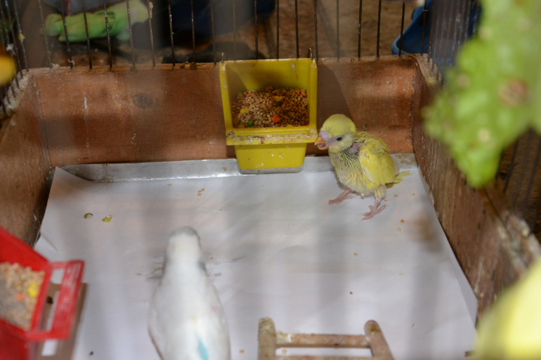Птенцы волнистых попугаев развитие по дням фото