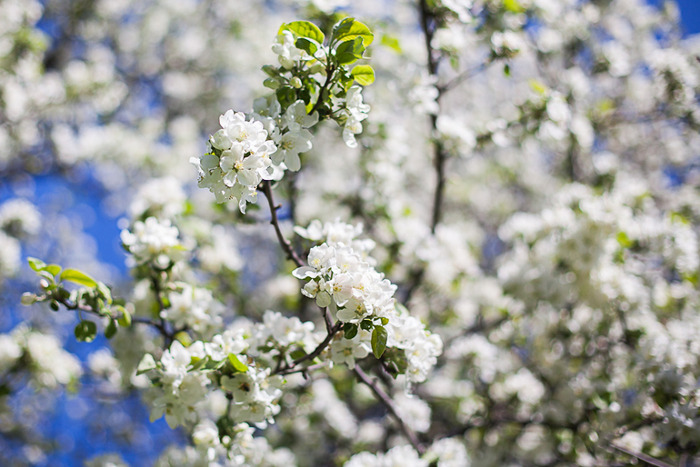Яблони в цвету!