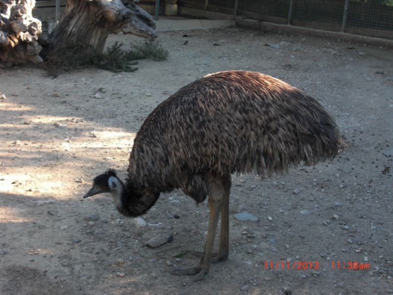 Торремолинос, Испания, крокодиловая ферма.