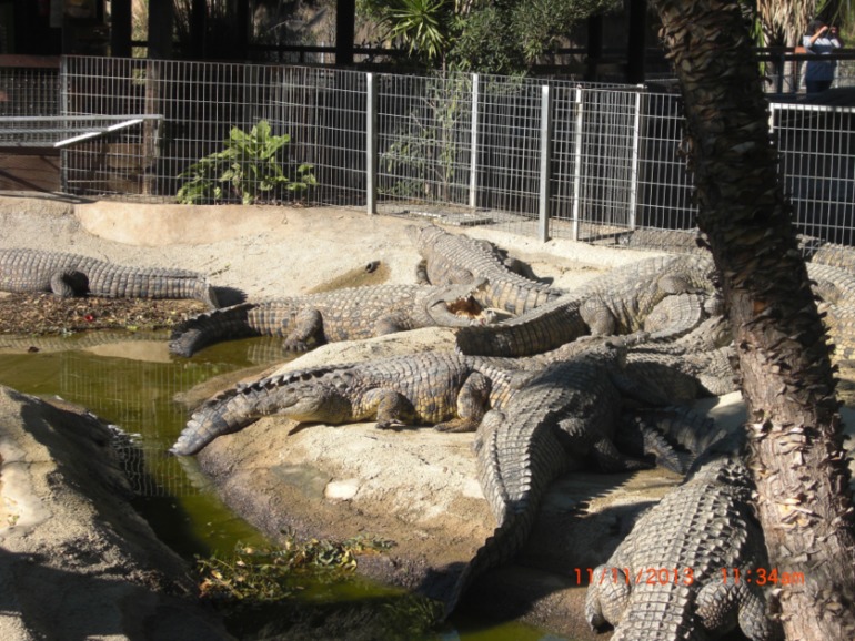Торремолинос, Испания, крокодиловая ферма.