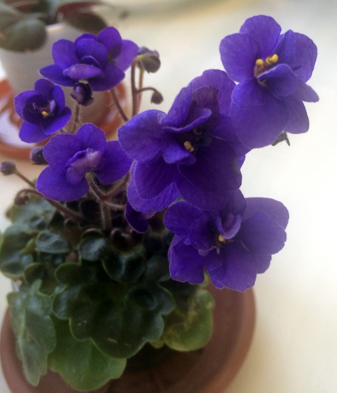 Мои цветущие растюшки