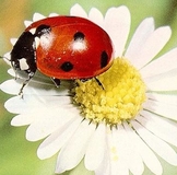 И еще один  крокодильчик))))