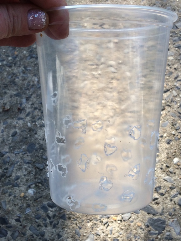 Мои новые сожители:)